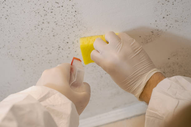 Best Commercial Mold Inspection  in Brandenburg, KY
