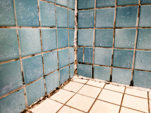 Best Biohazard Mold Removal  in Brandenburg, KY