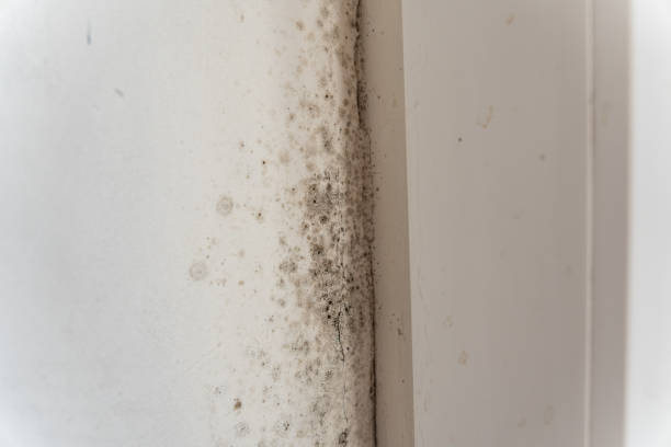 Best Mold Removal for HVAC Installations  in Brandenburg, KY