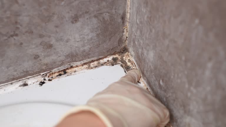 Best Airborne Mold Testing  in Brandenburg, KY
